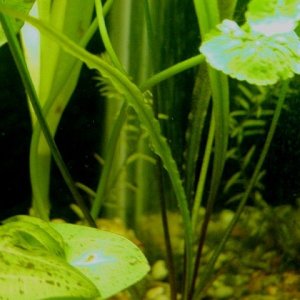 aquarium 013.JPG