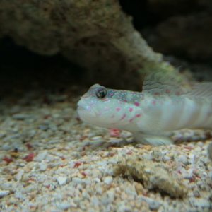 Goby1.JPG