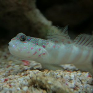 Goby2.JPG