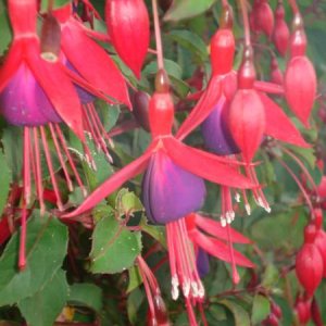 fuschia_450x600.jpg