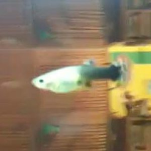 guppy_pic.jpg