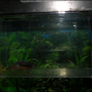 Betta 1a.JPG