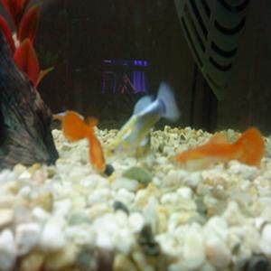 Guppys.JPG