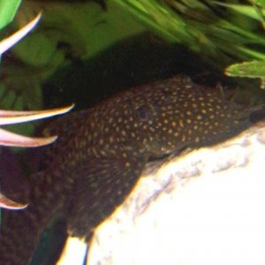 Pleco1.jpg