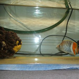 pearscale 2.jpg