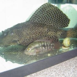 plec and ciclid.jpg