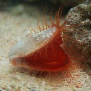 Fire Clam1.JPG