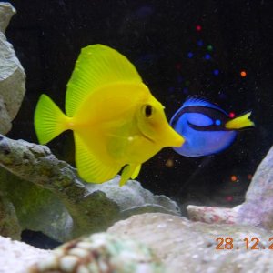 tang1.jpg