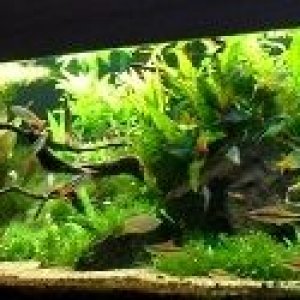 Rainbowfish Planted Tank 1.jpg