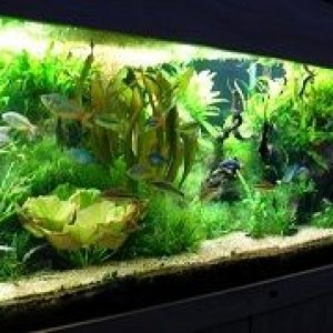 Rainbowfish Planted Tank 2.jpg