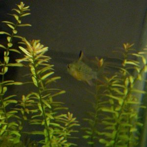 bolivian rams 004.JPG