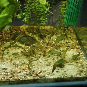 clair and aquarium 018.JPG
