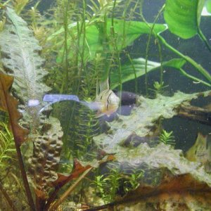 bolivian rams 003.JPG