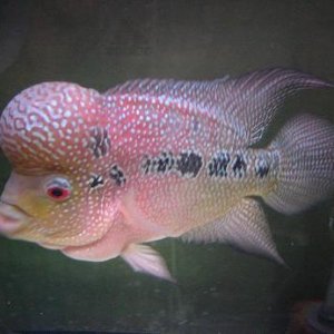 dad fish3.JPG