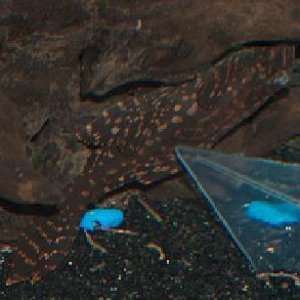 pleco.JPG