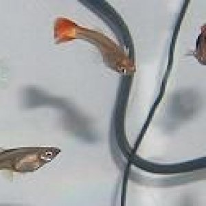 guppyc.JPG