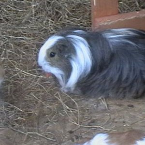 piggies 077.JPG