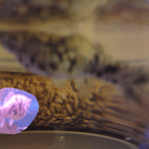 new-fish.gif