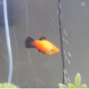 sick platy.JPG