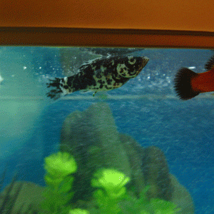 female.gif