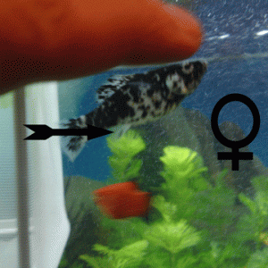 female-2.gif