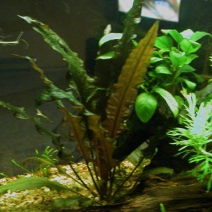 Aquarium 007.JPG