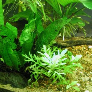 Aquarium 005.JPG