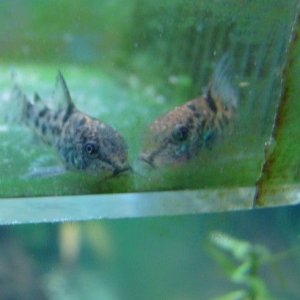 baby pep corys 1 31.jpg