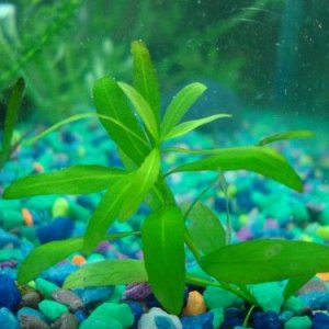 plant.JPG
