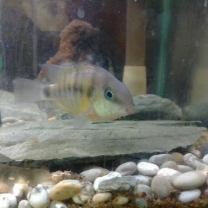 Cutteri female 1.jpg
