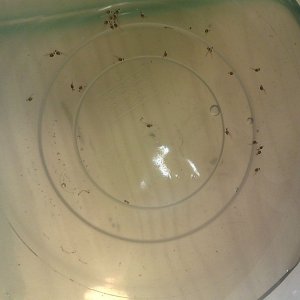 Cutteri fry 1.jpg