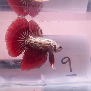 bdhm betta.jpg