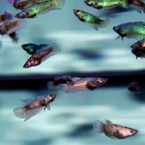 fish3.jpg