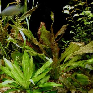aquarium 003.JPG