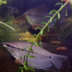 Pearl-01.jpg