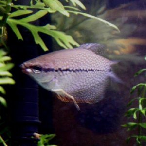 Pearl-02.jpg