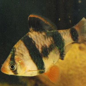 sickfish.jpg