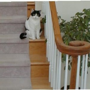 Oreo.JPG