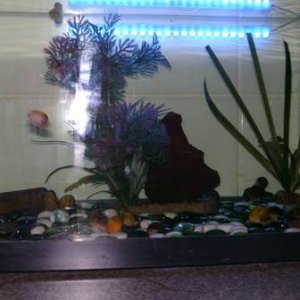 Snail tank with light.jpg