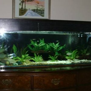 Up-dated aquarium 015.jpg