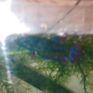 IMG059.JPG