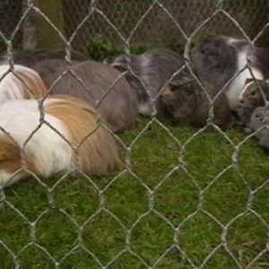 herd on grass 001.JPG