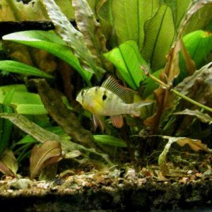 aquarium 018.JPG