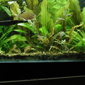 aquarium 027.JPG