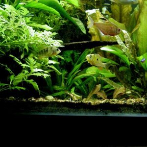 aquarium 025.JPG