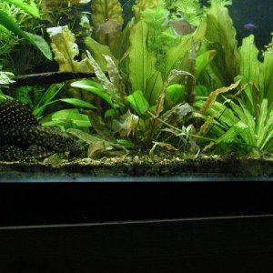 aquarium 012.JPG