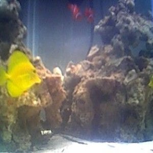 my_coolass_fish.jpg
