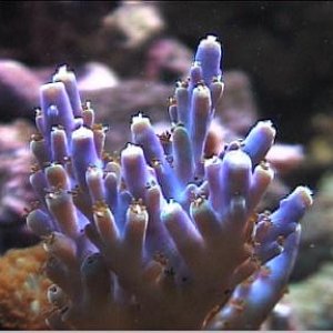 reef1_243.jpg