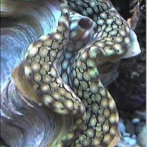 reef1_246.jpg
