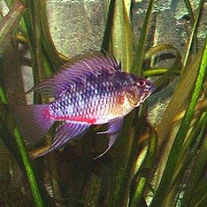 apisto.jpg